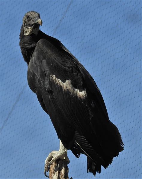 Detailed Information On American Black Vulture Black Vulture Coragyps