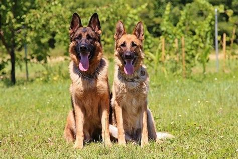 How Big Do German Shepherds Get Advice Growth Charts And More
