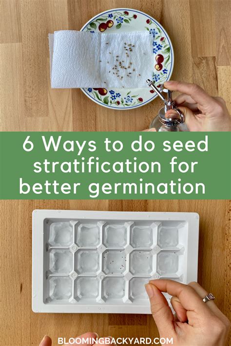 6 Ways To Cold Stratify Seeds And 36 Plants That Need Stratification