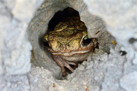 In Search Of Hispaniola’s Mystery Toad The New Yorker