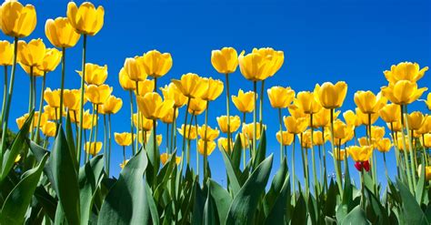 This variety blooms in the spring with abundant violet flowers. 7 Yellow Spring Flowers To Brighten Your Day - FloraQueen