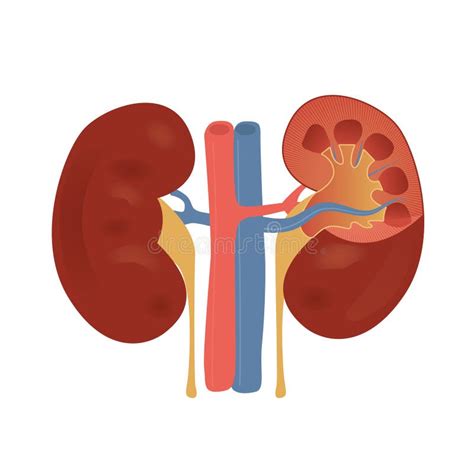 Vector Illustration Of The Normal Kidney Structure Stock Illustration
