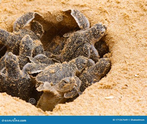 Baby Sea Turtle Hatching One Day Old Sea Turtles In Hikkaduwa In The
