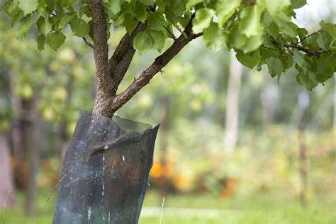 How To Keep Fruit Trees Healthy 22 Essential Tips