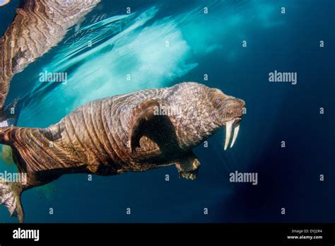 Canada Nunavut Territory Underwater View Of Walrus Odobenus Rosmarus