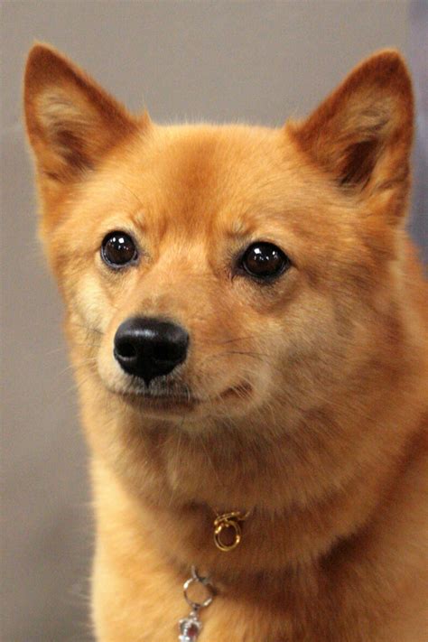 Finnish Spitz Information Dog Breeds At Thepetowners
