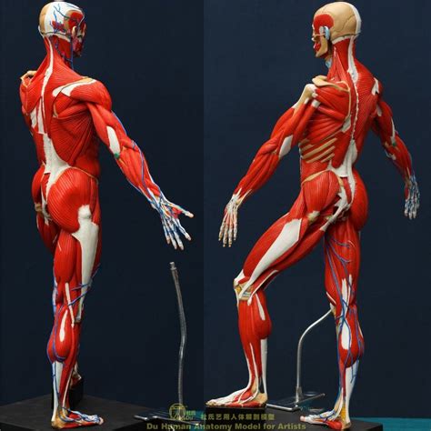 Human Anatomy Model 3d Anatomy Anatomy Models Anatomy For Artists