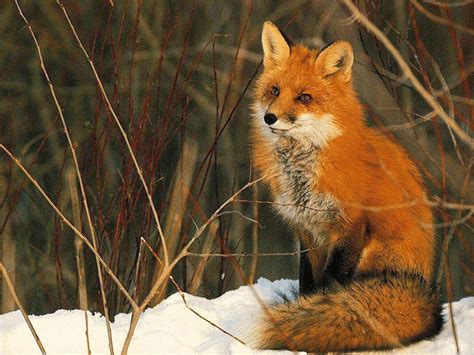 The Red Fox Animal Facts And New Pictures The Wildlife