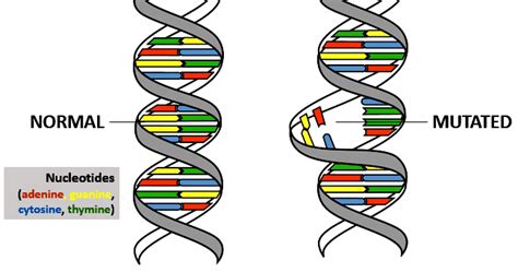 Pengertian Dan Jenis Mutasi Gen Biologizone