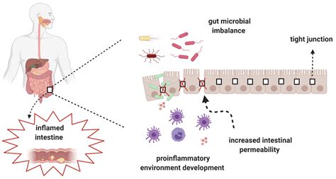 Nutrients Free Full Text The Modification Of The Gut Microbiota Via