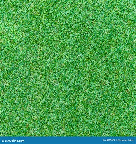 Seamless Green Grass Texture From Golf Course Stock Image Image Of