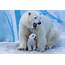 Polar Bear Family 