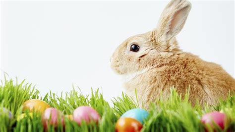 Easter Bunny Naughty Or Nice Dailytelegraph
