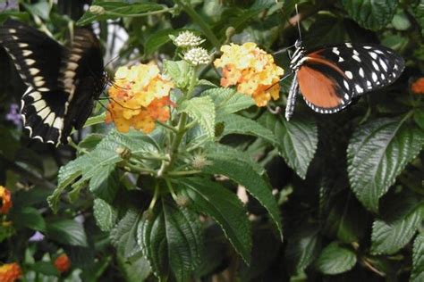 Jardin Des Papillons Hunawihr 2021 Alles Wat U Moet Weten Voordat