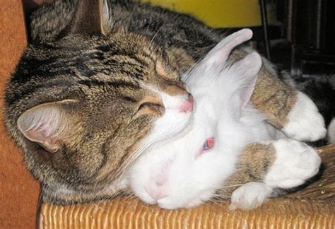 See more ideas about cats, cute animals, animals beautiful. Cat Hugs Bunny PIC
