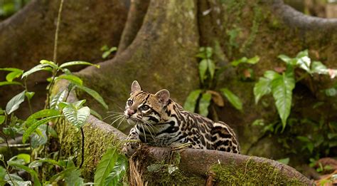 Research in the amazon rainforest canopy has rocketed up total species estimates for the entire finding entire groups of animals that complete their entire lives high in the canopy, out of reach of. How to Photograph Amazon Animals? | Amazon Cruises
