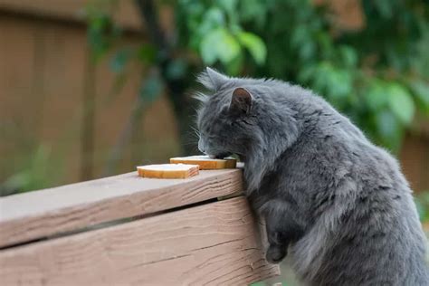 Can Cats Eat Bread Is It Safe For Your Cat
