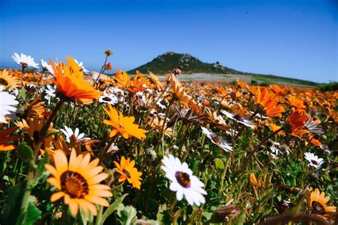 Water garden garden plants south african flowers african plants hummingbird plants jungle gardens bloom where youre planted bird of paradise: 10 things that are better during winter in Cape Town ...