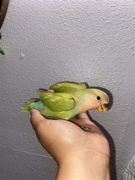 Baby Peachface Lovebird