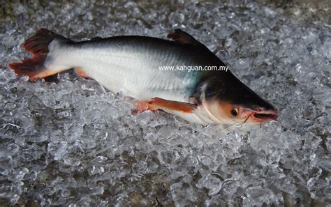 Actually for a long time i didn't realize that ikan patin was just a type of catfish, lol. Patin fish - Kah Guan