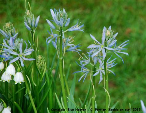 Camassia Blue Heaven