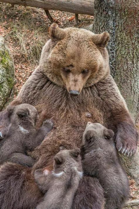 Mother Bear Nursing Her Cubs Cute Animals Animals Beautiful