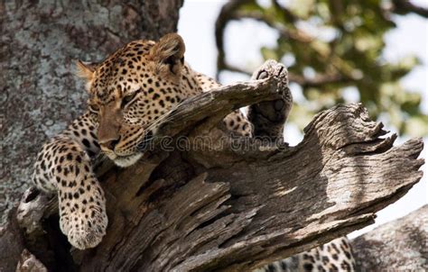 Leopard On The Tree National Park Kenya Tanzania Maasai Mara