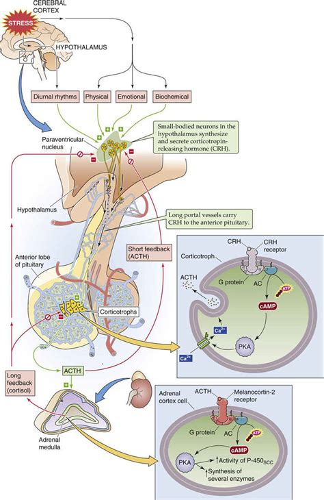 the adrenal cortex cortisol the adrenal gland the endocrine system medical physiology