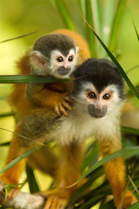 Red Backed Squirrel Monkey Or Central American Squirrel