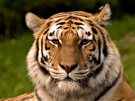 Tiger Pictures Big Cats Hd Animal Wallpapers