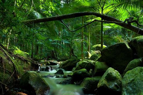 9 Most Beautiful Rainforest In The World
