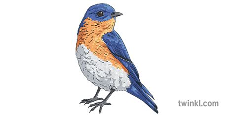 Eastern Bluebird Outline Usa Nature Animals Birds America History All About