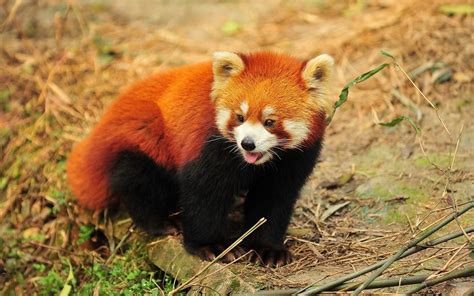 Thankfully Everyone Is Trying Their Best To Prevent Red Pandas From