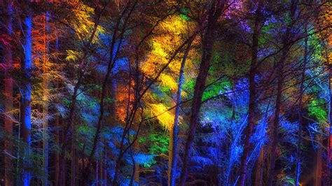 Download Wallpaper 3840x2160 Forest Trees Colorful