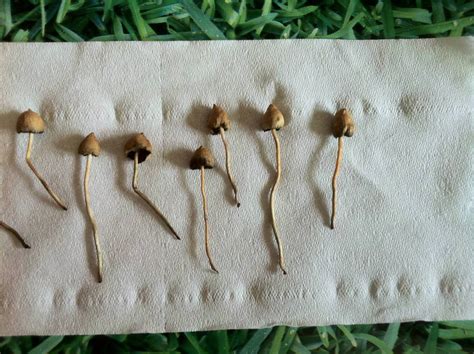 Are These Definitely Liberty Caps Mushroom Hunting And