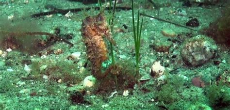 Citizen Scientists Spot Rare Seahorse In Canadian Waters Project Seahorse