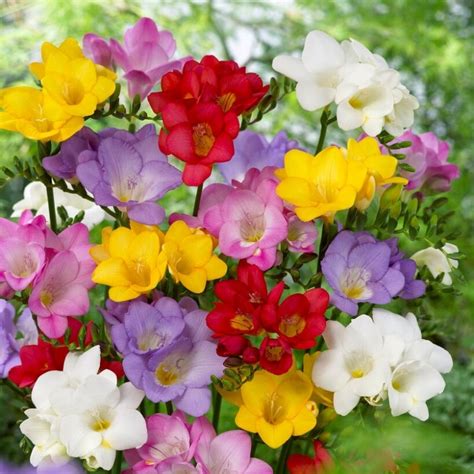 Get Freesia Single Mixed Summer Flowering Bulb In Mi At English Gardens
