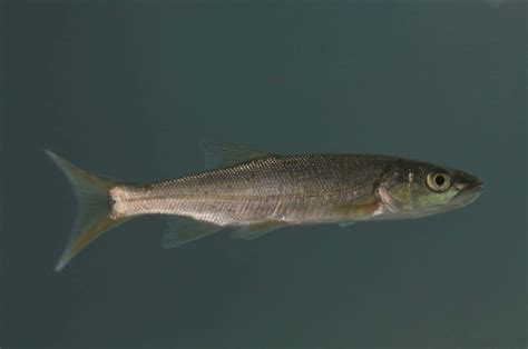 Northern Pikeminnow Pearson Ecological