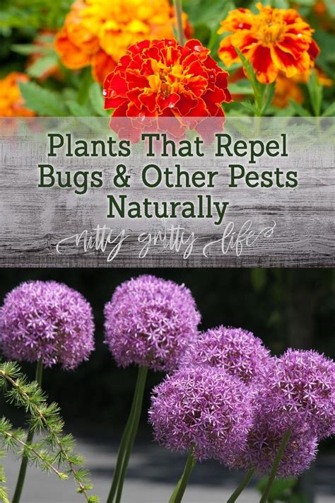 Plants That Eat Flies And Mosquitoes - Do Venus Fly Traps Attract Mosquitoes