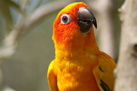 Conures List Of Types Facts Care As Pets And Pictures
