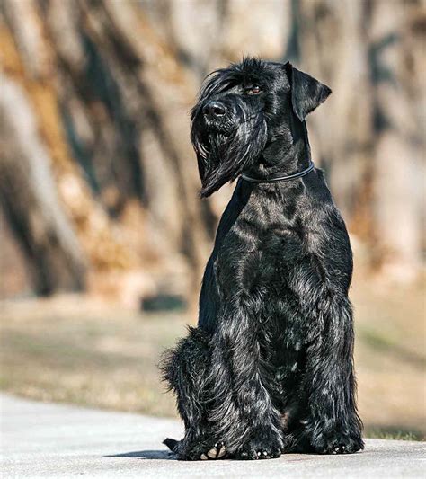 Standard Schnauzer Dog Breed Information And Characteristics Daily Paws