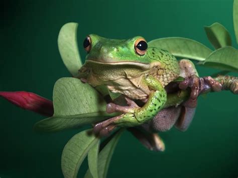 White Lipped Tree Frogs Are The Largest Tree Frog In The World They