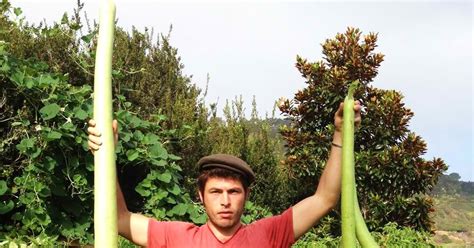 La cucuzza, o zucchina serpente, è una zucchina con cui in sicilia si prepara una minestra buonissima di cui vi darò immediatamente la ricetta. Sicily: Cuisine, Culture and Tradition: Cucuzza Siciliana ...