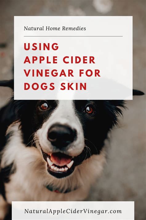 Using Apple Cider Vinegar For Dogs Skin Natural Itchy Skin Treatment