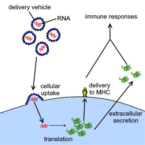 Robert malone, creator of mrna vaccine technology, said the covid vaccine lipid nanoparticles — which tell the body to produce the spike protein — leave the injection site and accumulate in organs and tissues. The science behind COVID-19 vaccines - World Socialist Web ...
