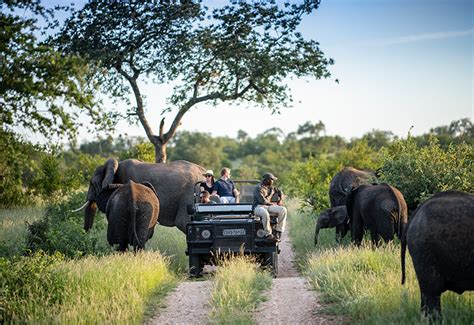 African Safari Articles A Step By Step Guide To Your First Safari In