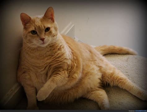 Cat diets should include foods that are high in proteins and moderate to low in calories. overweight people