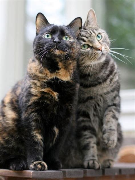37 Best Tortoiseshell Cats Images On Pinterest Calico Cats Kittens