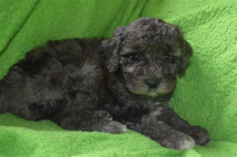 Miniature poodles are among the smartest of dog breeds, so don't be surprised if your mini poodle attempts to outsmart you! Blue Merle Mini Goldendoodle Puppy for Sale in Crosby ...