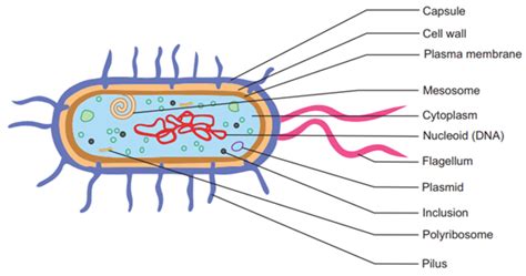 Draw A Well Labelled Diagram Of Bacterial Cell